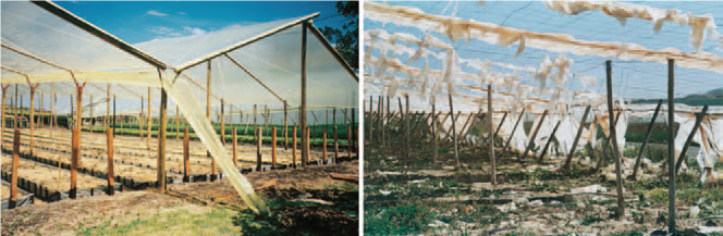 شکل-4) تصویر سمت چپ پوشش گلخانه ای نصب شده و تصویر سمت راست، پوشش پس از دو سال استفاده.