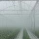 برطرف کردن مه گرفتگی در گلخانه ها به کمک افزودنی آنتی فاگ